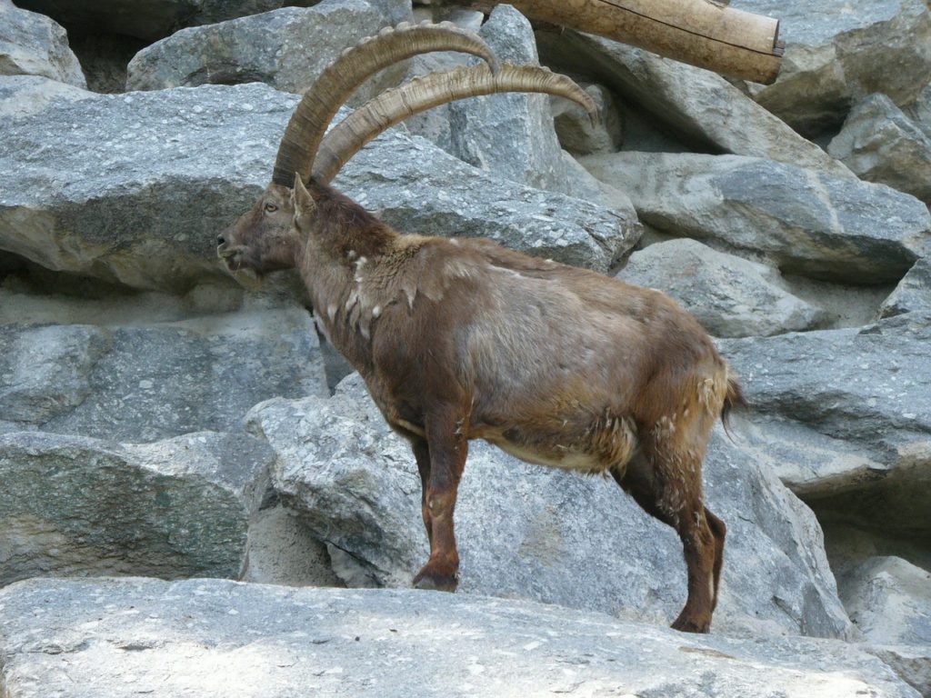 Alpenzoo Innsbruck